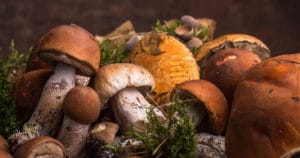 Aller aux Champignons c'est du Développement Personnel