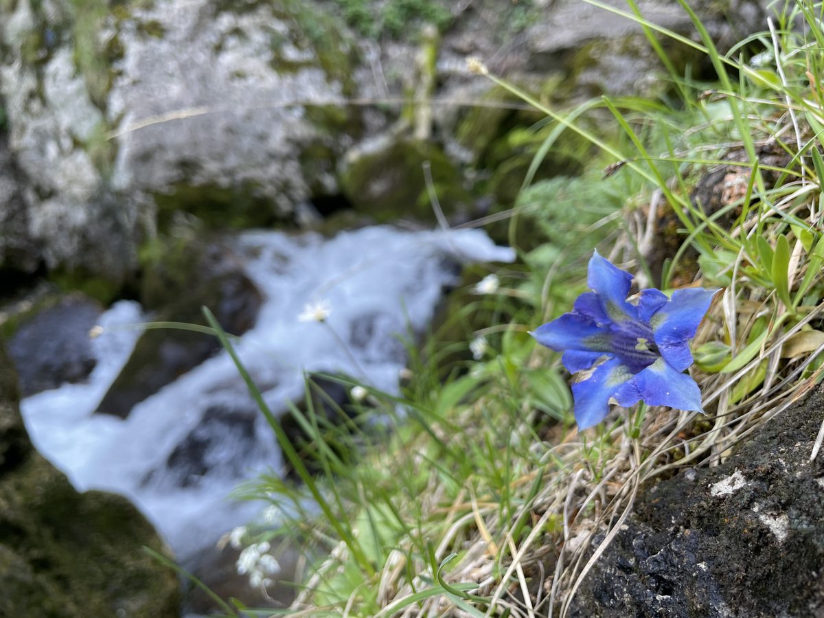 Une gentiane bleue au premier plan, floue, devant un torrent de montagne net à l'arrière-plan